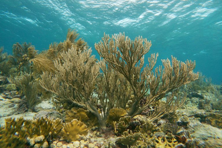 A soft coral at a pristine coral reef in Aruba