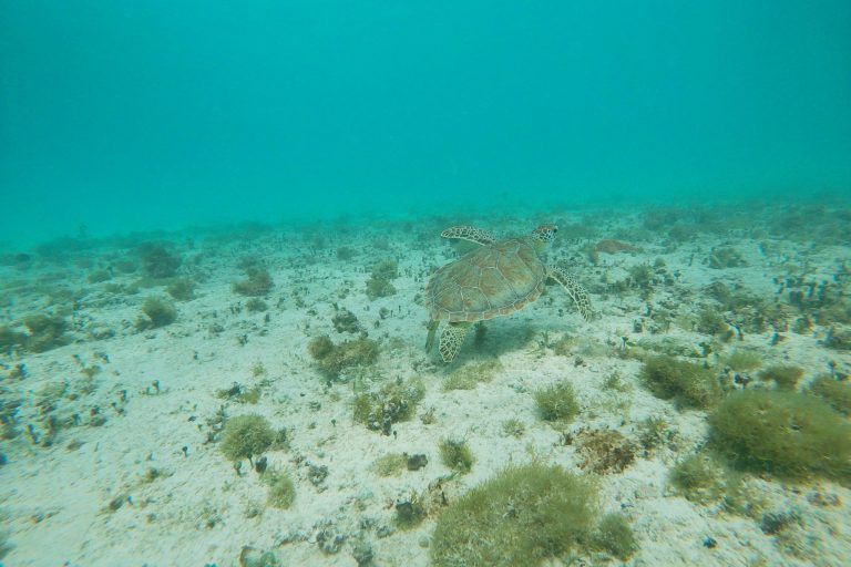 Sea turtle roaming the sandy bottom at Aruba's west coast