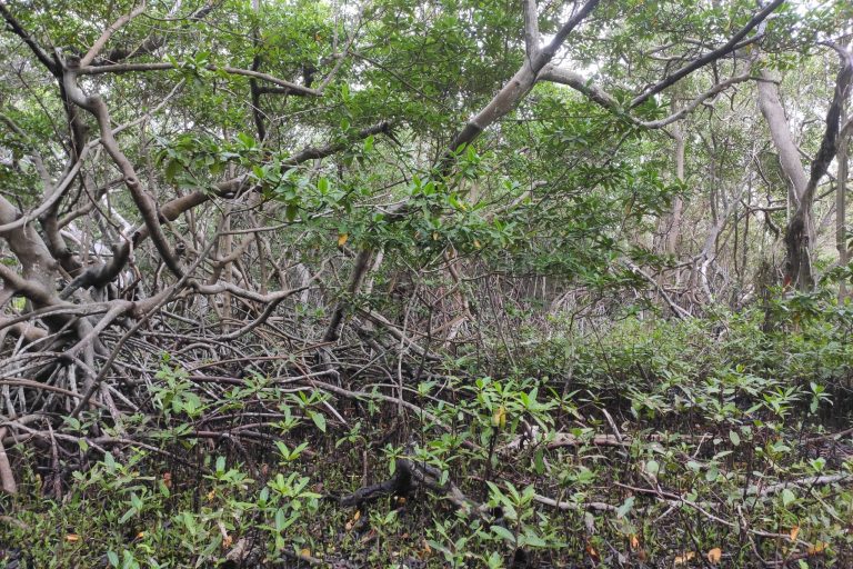 Young mangroves peeking out of the undergrowth at Aruba's Spanish Lagoon
