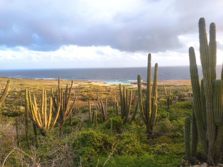 Stunning view of Aruba's north coast